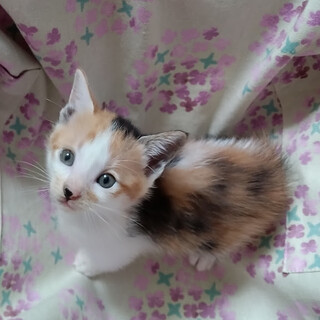 ５月７日生まれ６兄妹　馴れてる『こはる』