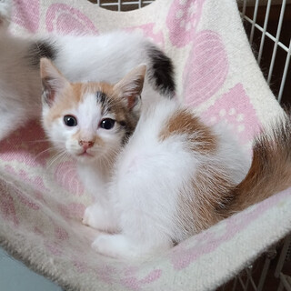 ５月７日生まれ６兄妹　馴れてる『こなつ』