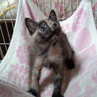 ５月７日生まれ６兄妹　馴れてる『こえだ』