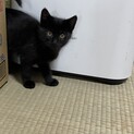 産後　3ヶ月半子猫ちゃん　5匹います。