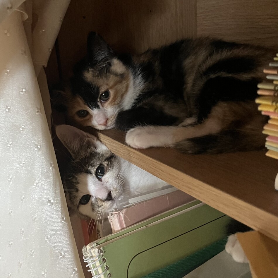 りくのカバー写真