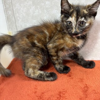 温厚で協調性があり聡明なべっ甲猫❤スーちゃん