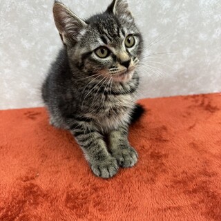 人慣れ修行は終了しました！あとはお願い❤ホタル