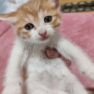 ☆イケメン子猫【ミント君♂】甘えん坊☆