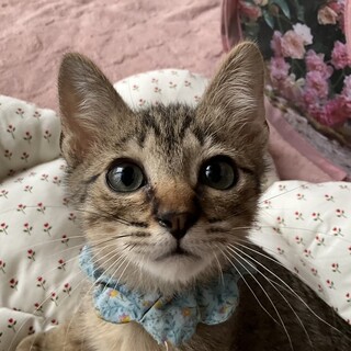 とっても甘えたさん、天真爛漫のひいろです♡
