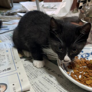 クロ里親募集中