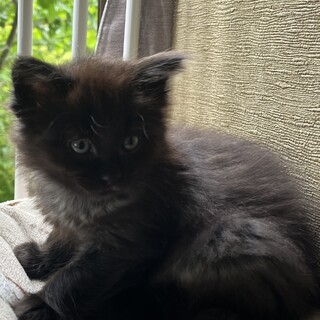 親子で保護した子猫です（募集停止中です