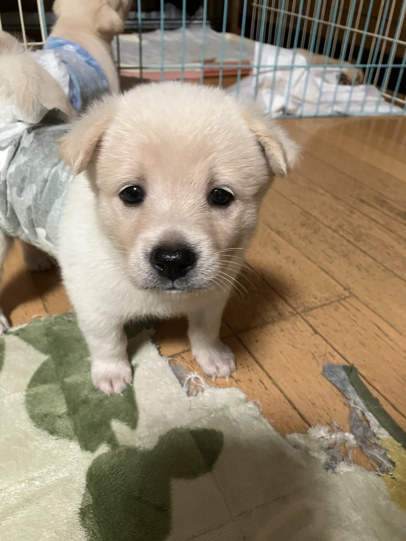 犬っころさま専用 ころっころのみなと君」東京都 - 犬の里親募集(460994) 1枚目の画像