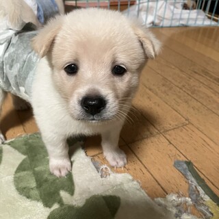 ころっころのみなと君