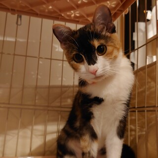 くっきりした目がかわいい黒系ミケの女の子