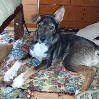 去勢済み人が大好き大らかで温厚