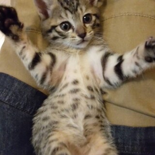 3兄弟の末っ子？人が大好き♡すけさん