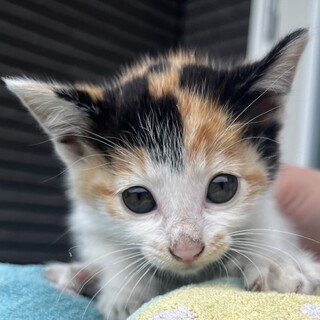 家族が決まりました♪