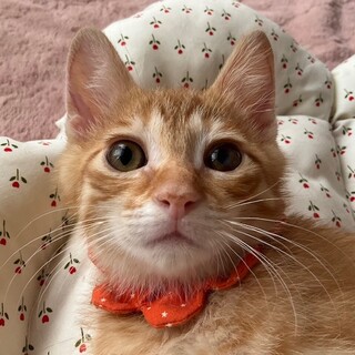 人も犬も猫も好き。甘えたさんのちゃちゃです♡