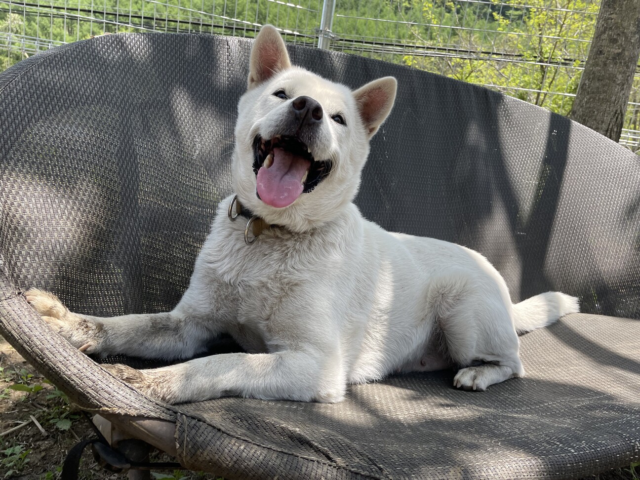 ！トライアル決定！紀州犬キッシュちゃん サムネイル7