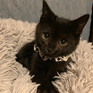 黒ねこのお姫さま姉妹♡かおりちゃん