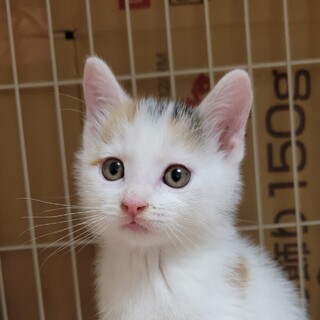 7/9さいたま市岩槻区譲渡会参加　心海ちゃん