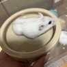 【ジャンガリアンハムスター】男の子2匹女の子1匹 サムネイル2