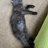 推定2〜3ヶ月？FIV陽性。虎柄黒猫のメス♪ サムネイル5