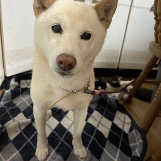 お散歩大好き！白柴おばちゃん