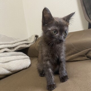 子猫オス3ヶ月の里親募集