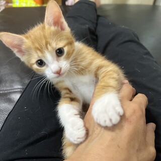 やんちゃであまえんぼうの稲荷くん