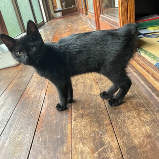 生後3ヶ月の黒猫ちゃんです