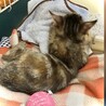 個性的な柄の子猫さん サムネイル3