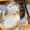 個性的な柄の子猫さん サムネイル7