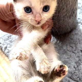 屋久島からやってくる♡シャム風子猫