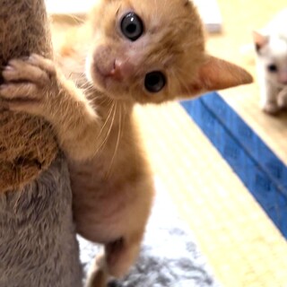 屋久島からやってくる♡茶トラ子猫