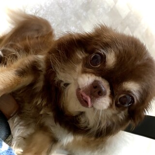 募集終了 5歳チョコタンチワワ女の子