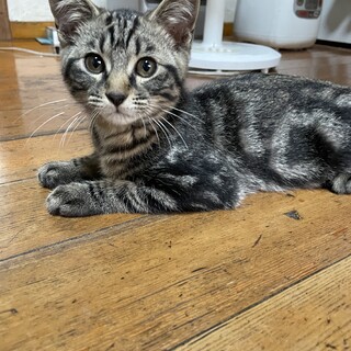 3ヶ月のキジトラ☆男の子です