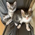 5月6日生まれの子猫達
