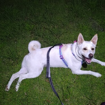 暑くて休み休み散歩。これからどんどん暑くなるね(・・;