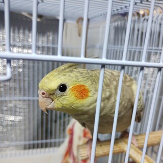 里親決定しました