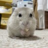 くらひと1103