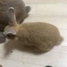 里親募集 サムネイル5