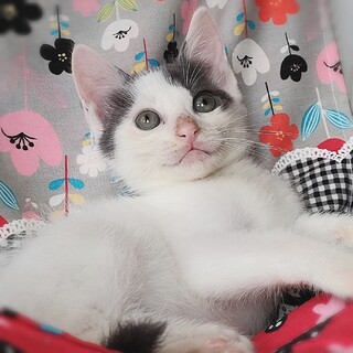 やんちゃな甘えん坊くん☆ショウちゃん!