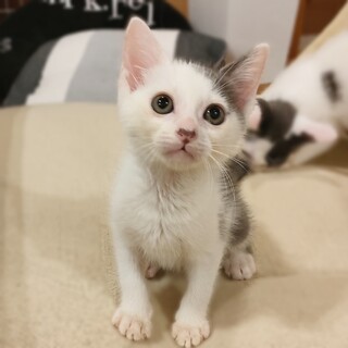 マイペースなヨチヨチくん☆ゲンちゃん