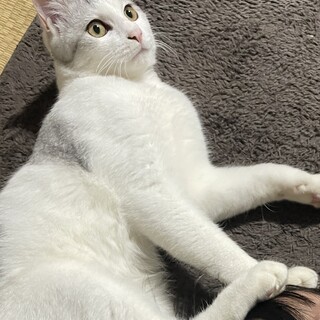 里親さん探しています