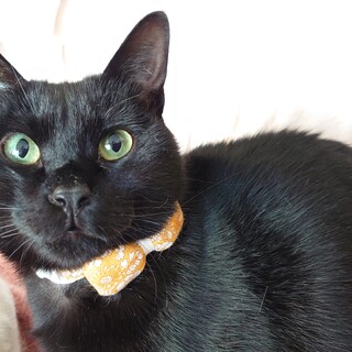 【7/15譲渡会参加予定】ゴリ鼻な♥️ポール君