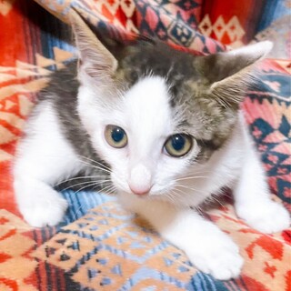 あんこと兄妹、キジ白　ハチワレ　こはくです♡