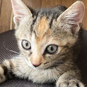 個性的な柄の子猫さん