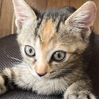 個性的な柄の子猫さん