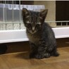 終生飼える方求む サムネイル2