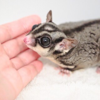 なつめ君12歳里親募集