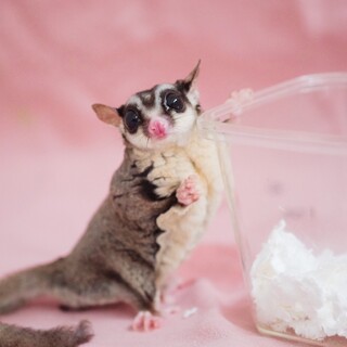 ぽてと12歳里親募集