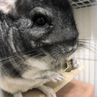 チンチラのグレーです！