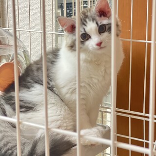 生後4ヶ月ノルウェージャンフォレストキャット（？）